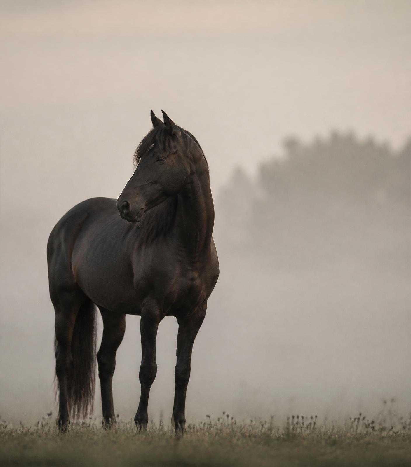 Caballo con iluminación natural